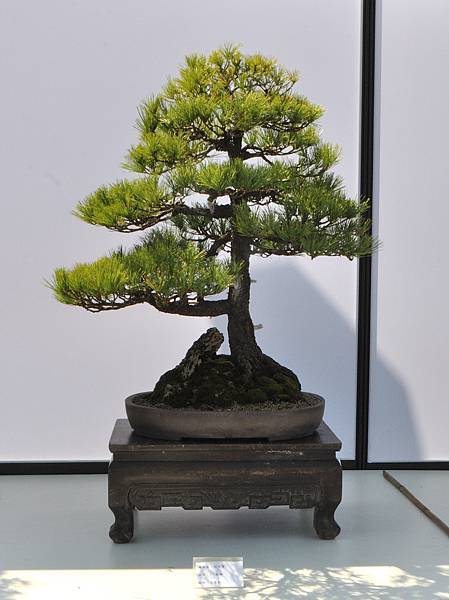 2025台中盆栽展_195.JPG