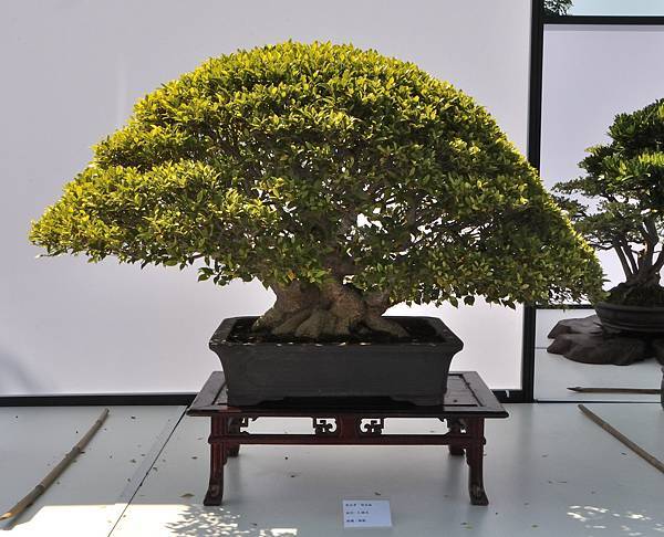 2025台中盆栽展_199.JPG