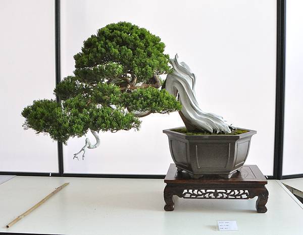 2025台中盆栽展_203.JPG