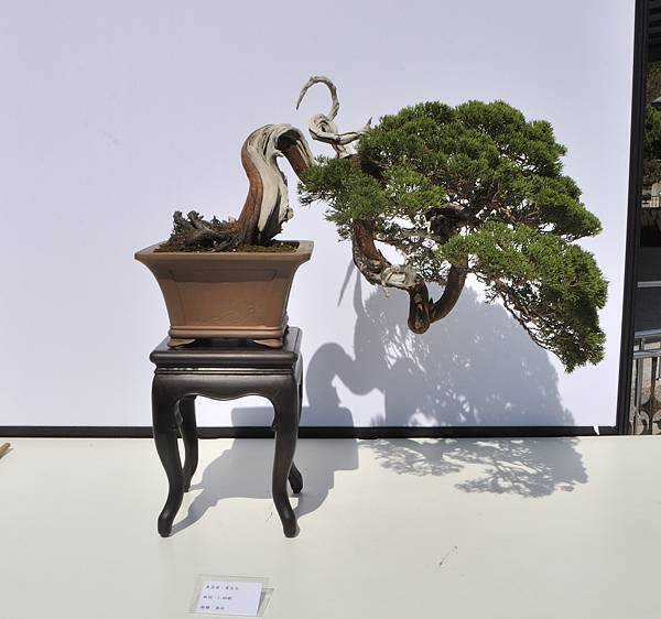 2025台中盆栽展_202.JPG