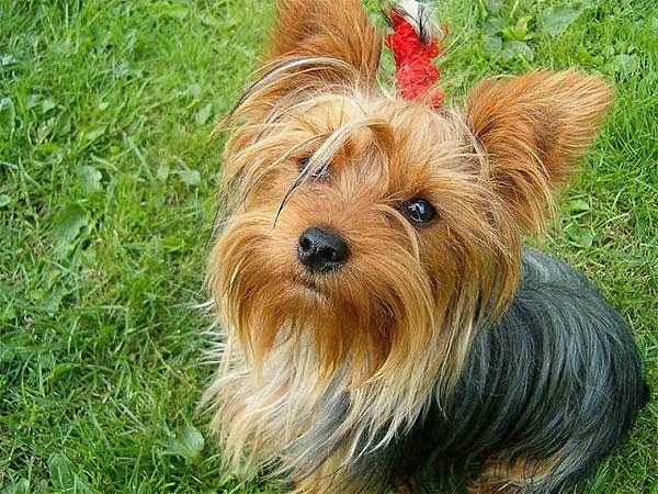 Yorkshire Terrier3.jpg