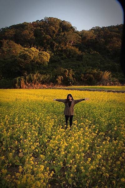 勝興旁的油菜花田3.JPG