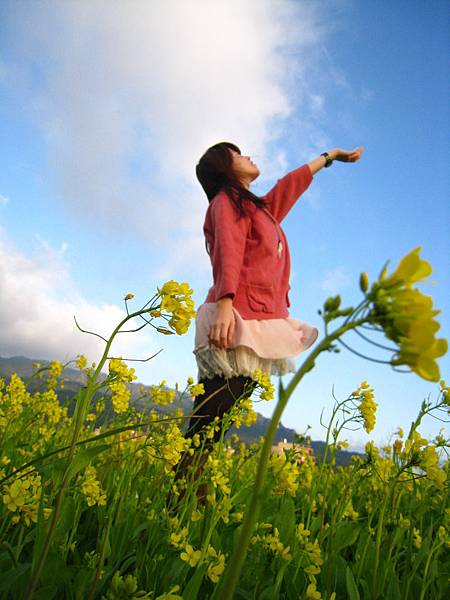 油菜花田