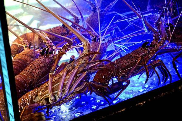 【中和必吃火鍋】海牧鍋物超狂蒙古孜然&養生藥燉湯底!美國安格
