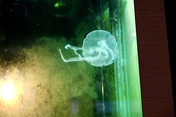 【中和必吃火鍋】海牧鍋物超狂蒙古孜然&養生藥燉湯底!美國安格