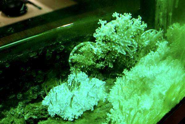 【中和必吃火鍋】海牧鍋物超狂蒙古孜然&養生藥燉湯底!美國安格