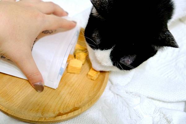 【貓奴救星來了】點點的居家香香術🧴+鮮魚凍乾補眼睛🐟🐱天然無