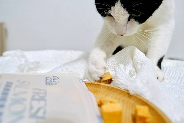 【貓奴救星來了】點點的居家香香術🧴+鮮魚凍乾補眼睛🐟🐱天然無
