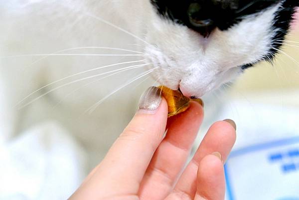 【貓奴救星來了】點點的居家香香術🧴+鮮魚凍乾補眼睛🐟🐱天然無