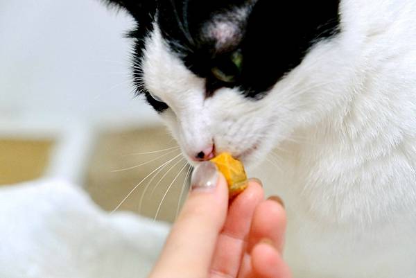 【貓奴救星來了】點點的居家香香術🧴+鮮魚凍乾補眼睛🐟🐱天然無