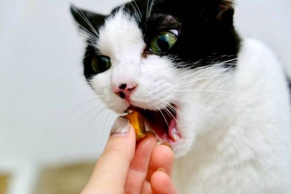 【貓奴救星來了】點點的居家香香術🧴+鮮魚凍乾補眼睛🐟🐱天然無