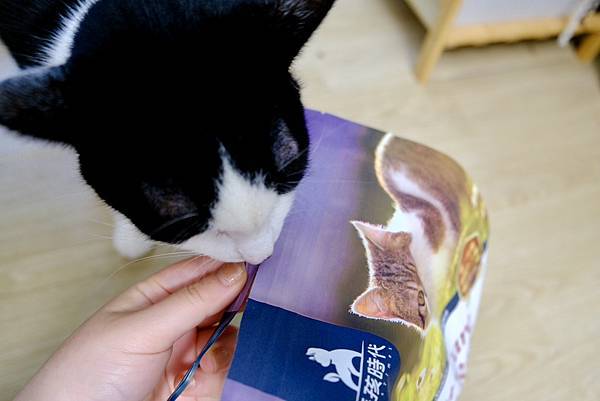 熟齡貓營養升級🐾毛孩時代低磷關節貓糧真心開箱!點點貓咪開吃啦