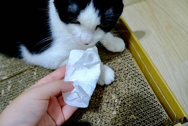 【6歲貓主子黑下巴救星】SUISA貓潔毛水+粉刺調理露真實體