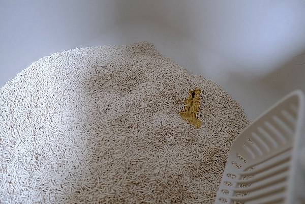 貓砂界的神救援!K.O.稻殼貓砂實測心得💥馬桶不卡、除臭力爆