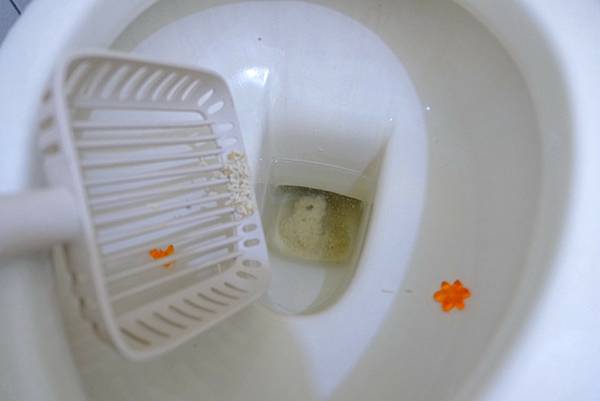 貓砂界的神救援!K.O.稻殼貓砂實測心得💥馬桶不卡、除臭力爆