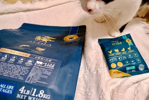 點點居然吃光乾糧？！🐟我找到她的真愛了｜ATTILA 阿提拉