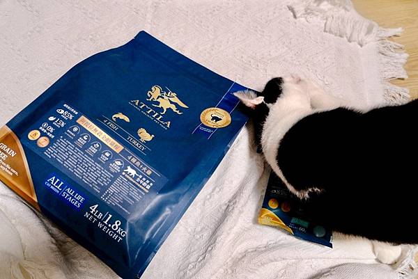 點點居然吃光乾糧？！🐟我找到她的真愛了｜ATTILA 阿提拉