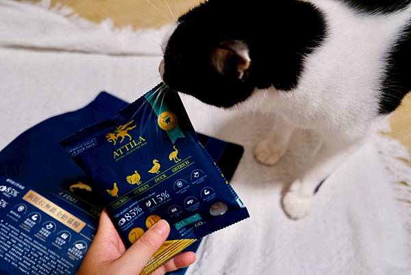 點點居然吃光乾糧？！🐟我找到她的真愛了｜ATTILA 阿提拉