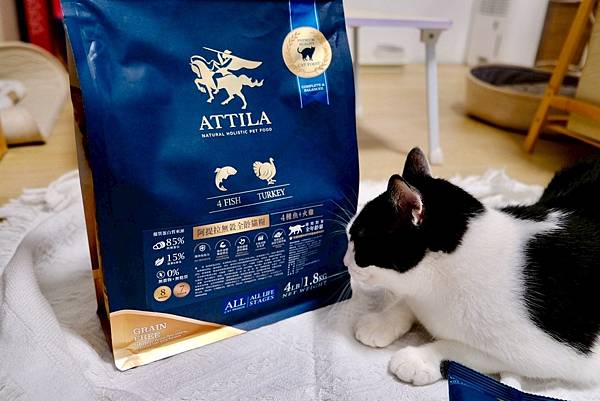 點點居然吃光乾糧？！🐟我找到她的真愛了｜ATTILA 阿提拉