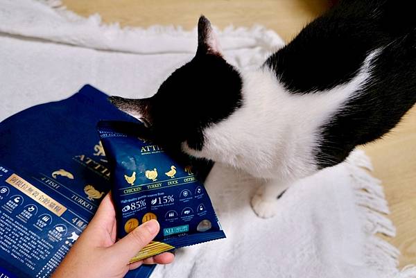 點點居然吃光乾糧？！🐟我找到她的真愛了｜ATTILA 阿提拉