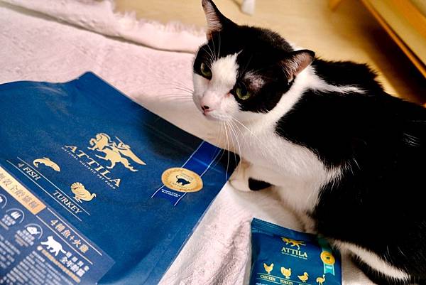 點點居然吃光乾糧？！🐟我找到她的真愛了｜ATTILA 阿提拉