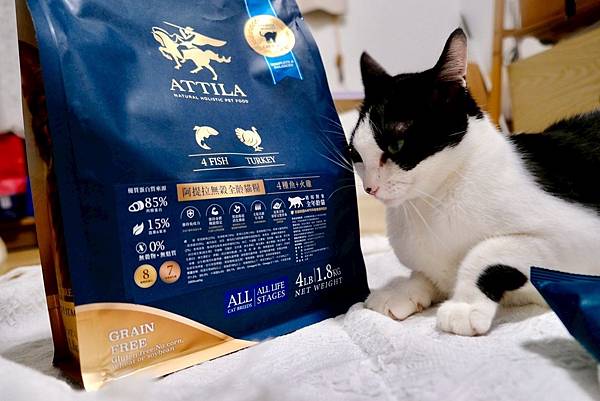 點點居然吃光乾糧？！🐟我找到她的真愛了｜ATTILA 阿提拉