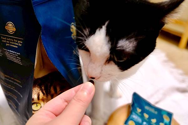 點點居然吃光乾糧？！🐟我找到她的真愛了｜ATTILA 阿提拉