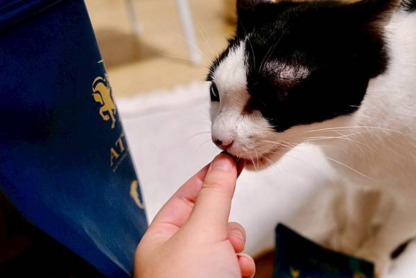 點點居然吃光乾糧？！🐟我找到她的真愛了｜ATTILA 阿提拉