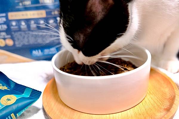 點點居然吃光乾糧？！🐟我找到她的真愛了｜ATTILA 阿提拉