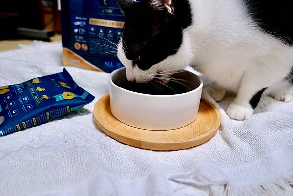 點點居然吃光乾糧？！🐟我找到她的真愛了｜ATTILA 阿提拉