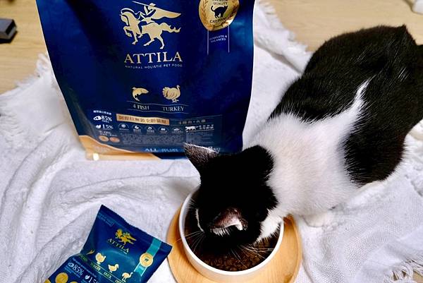 點點居然吃光乾糧？！🐟我找到她的真愛了｜ATTILA 阿提拉