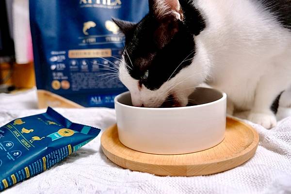 點點居然吃光乾糧？！🐟我找到她的真愛了｜ATTILA 阿提拉