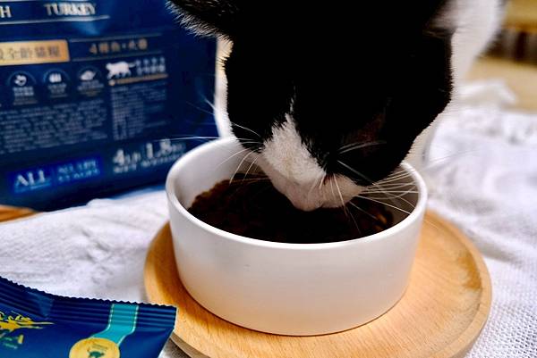 點點居然吃光乾糧？！🐟我找到她的真愛了｜ATTILA 阿提拉