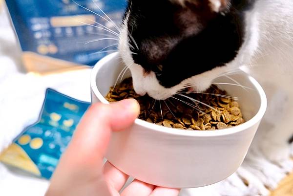 點點居然吃光乾糧？！🐟我找到她的真愛了｜ATTILA 阿提拉