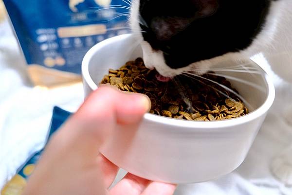 點點居然吃光乾糧？！🐟我找到她的真愛了｜ATTILA 阿提拉