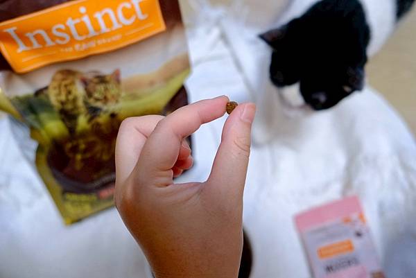 貓奴必看!美國原點Instinct皇極貓飼料開箱|我的挑食貓