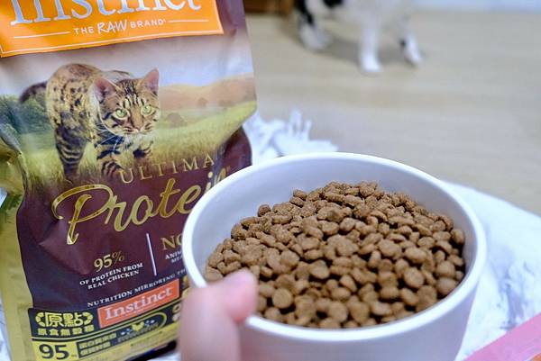 貓奴必看!美國原點Instinct皇極貓飼料開箱|我的挑食貓