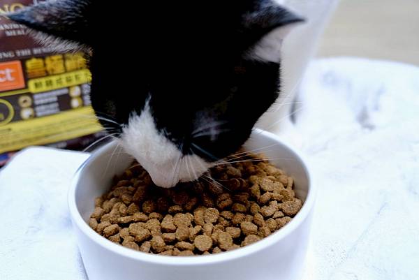 貓奴必看!美國原點Instinct皇極貓飼料開箱|我的挑食貓