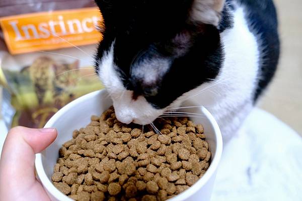 貓奴必看!美國原點Instinct皇極貓飼料開箱|我的挑食貓