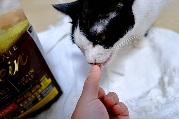 貓奴必看!美國原點Instinct皇極貓飼料開箱|我的挑食貓
