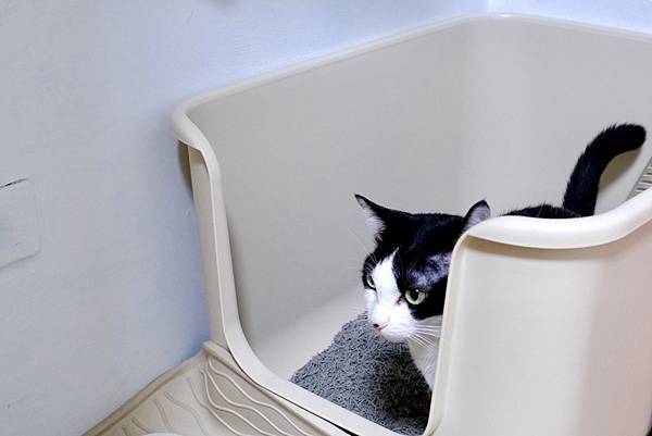 貓奴必看!告別臭味地獄,開箱首領樂園豆腐砂,鏟屎官的幸福感直