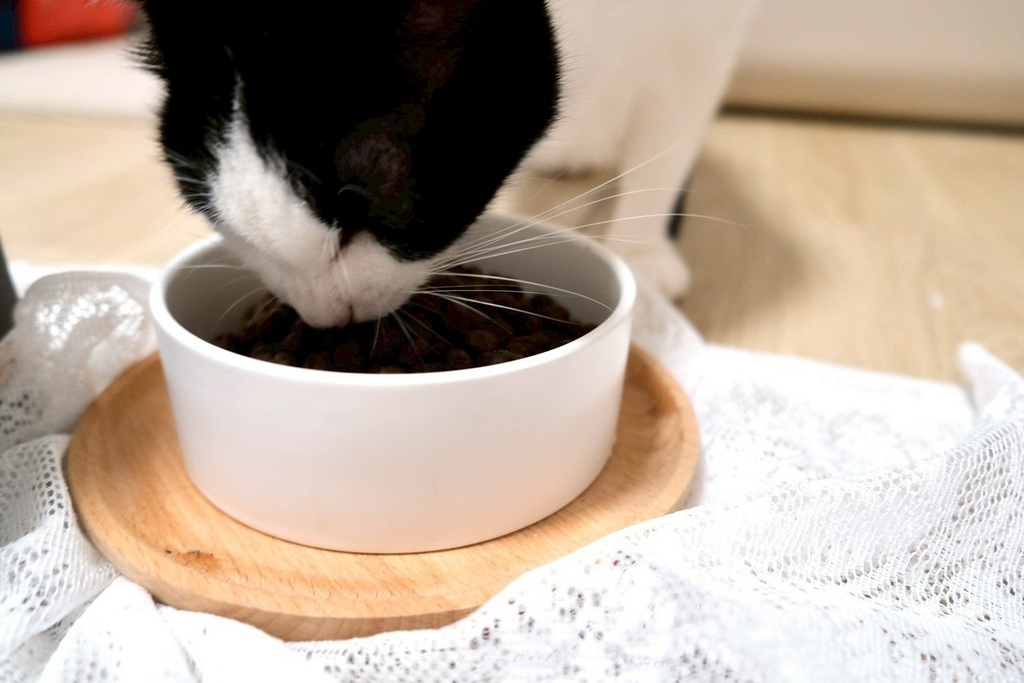 【Elato杜莎評價】我家6歲挑嘴貓也投降！73%高肉含量 