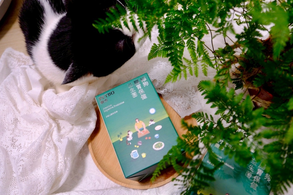 撇步PETBO貓咪益生菌開箱6歲賓士貓兩週實測!挑嘴貓也愛