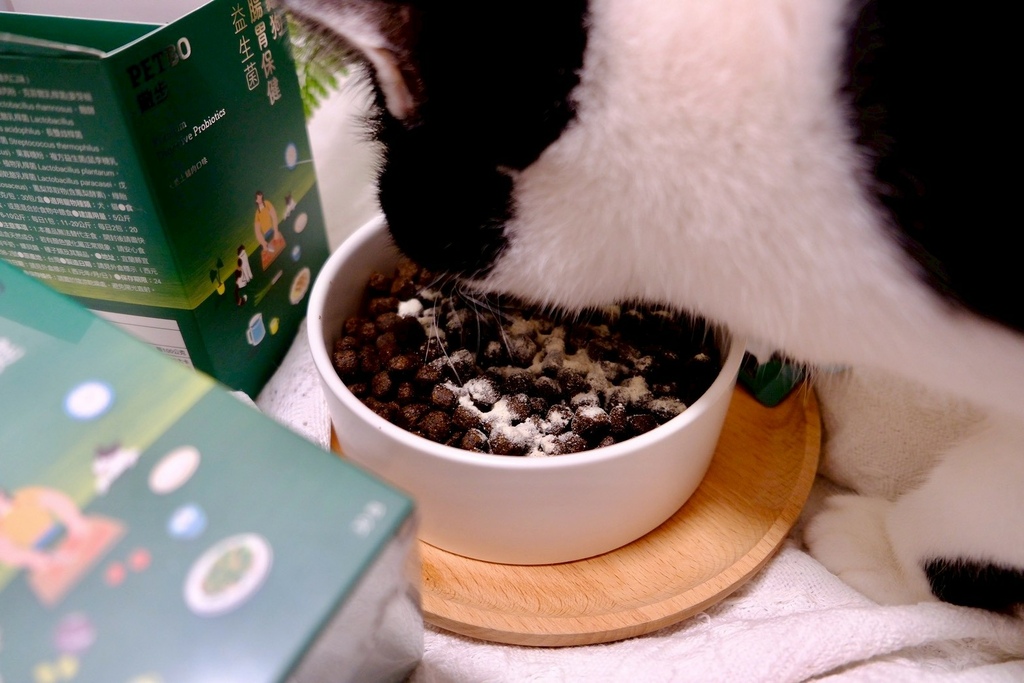 撇步PETBO貓咪益生菌開箱6歲賓士貓兩週實測!挑嘴貓也愛