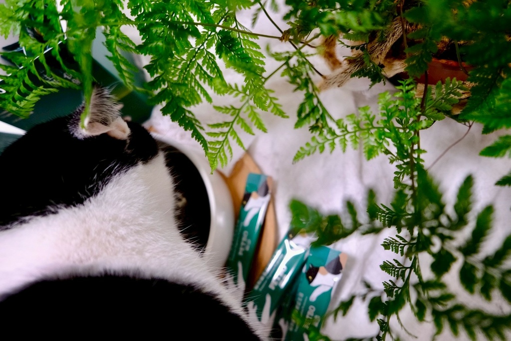 撇步PETBO貓咪益生菌開箱6歲賓士貓兩週實測!挑嘴貓也愛