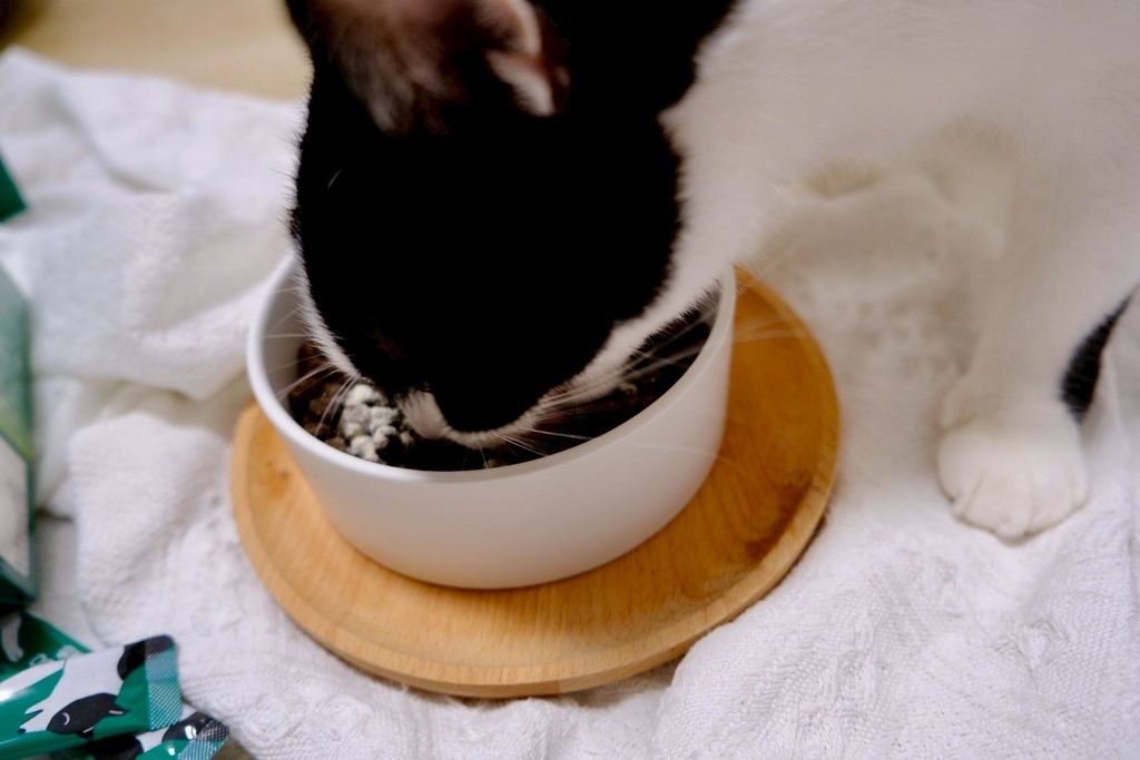 撇步PETBO貓咪益生菌開箱6歲賓士貓兩週實測!挑嘴貓也愛