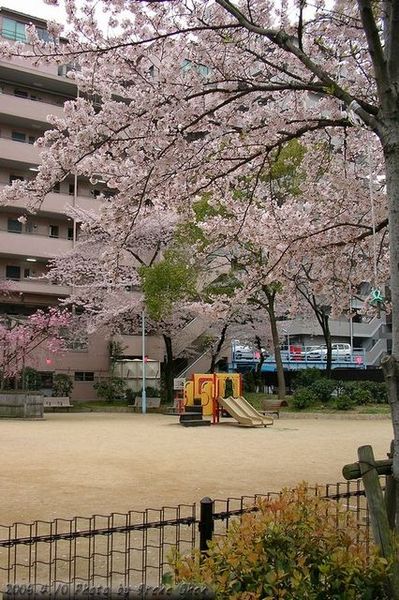 後門小公園的櫻花樹