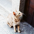 桂花巷的貓