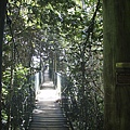 Tree top walk