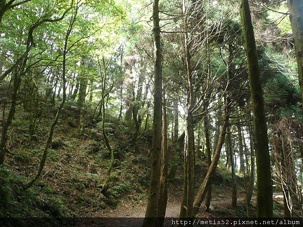 檜山巨木步道 (16).JPG